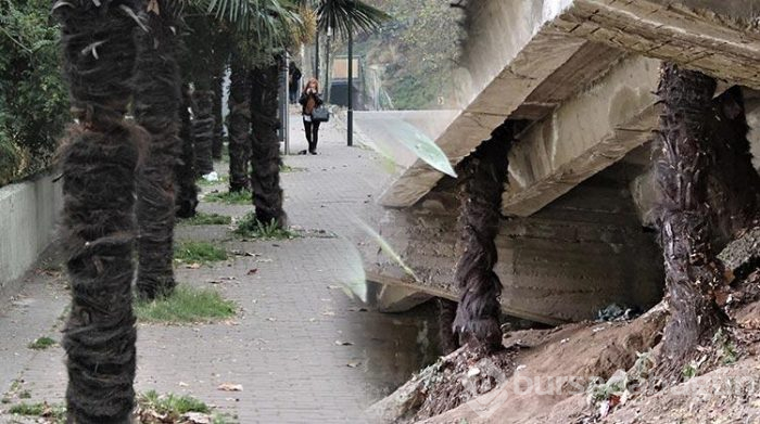 Ağaçlar zarar görmesin diye beton köprüyü deldiler