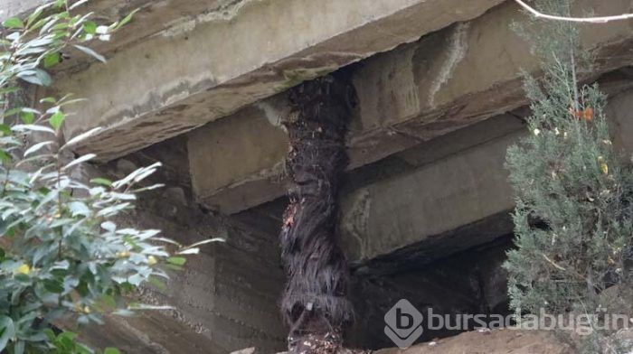 Ağaçlar zarar görmesin diye beton köprüyü deldiler