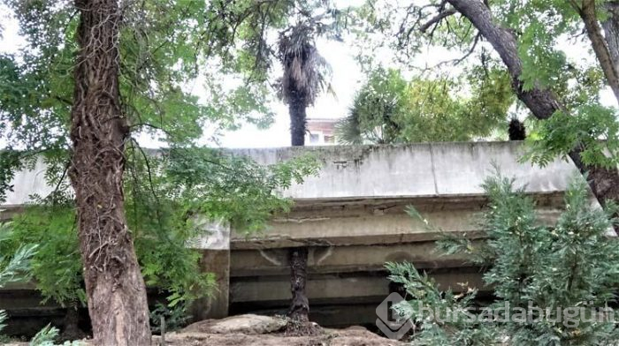 Ağaçlar zarar görmesin diye beton köprüyü deldiler