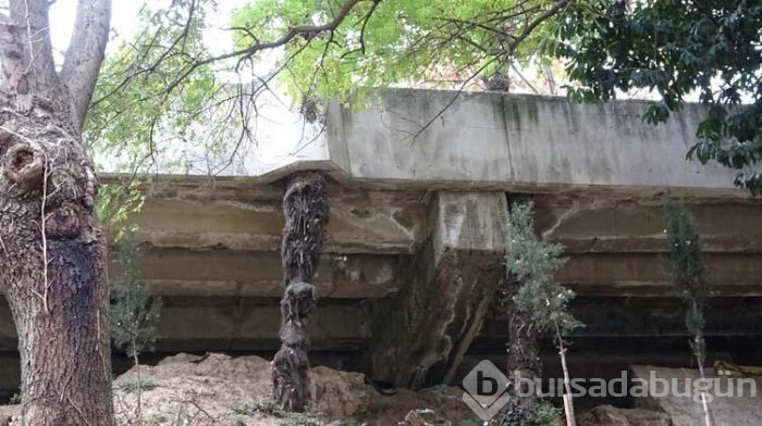 Ağaçlar zarar görmesin diye beton köprüyü deldiler