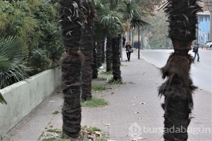 Ağaçlar zarar görmesin diye beton köprüyü deldiler