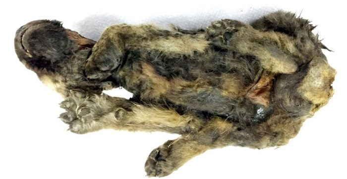 DNA testi sonuçları herkesi şoke etti
