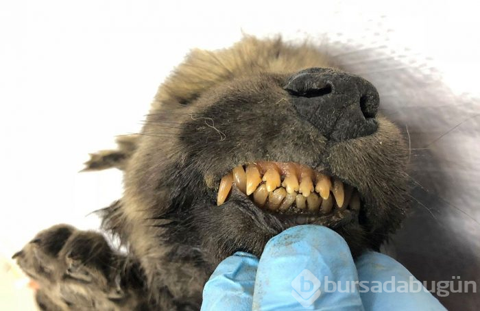 DNA testi sonuçları herkesi şoke etti