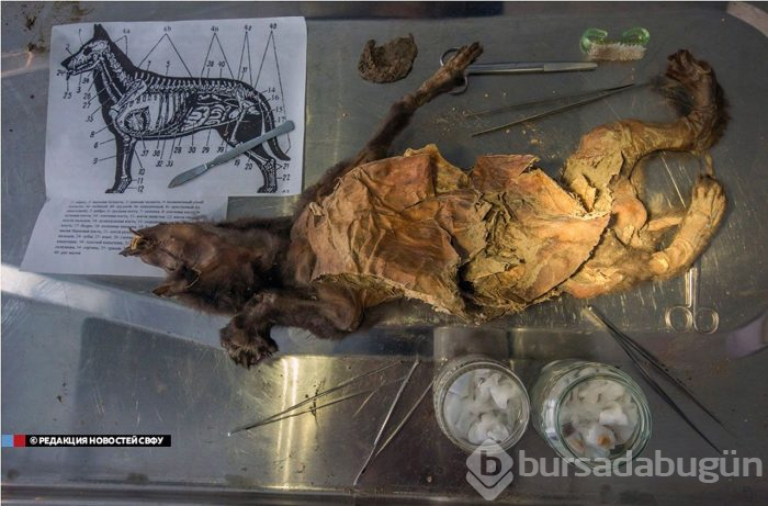 DNA testi sonuçları herkesi şoke etti