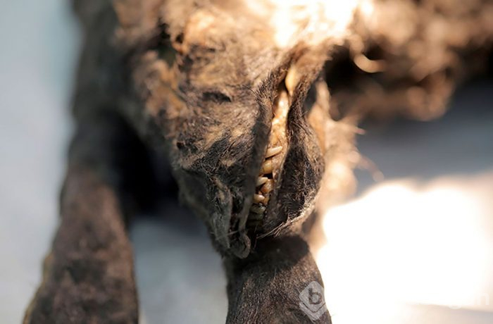 DNA testi sonuçları herkesi şoke etti