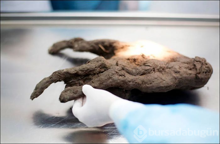 DNA testi sonuçları herkesi şoke etti