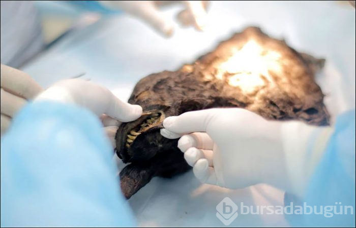 DNA testi sonuçları herkesi şoke etti