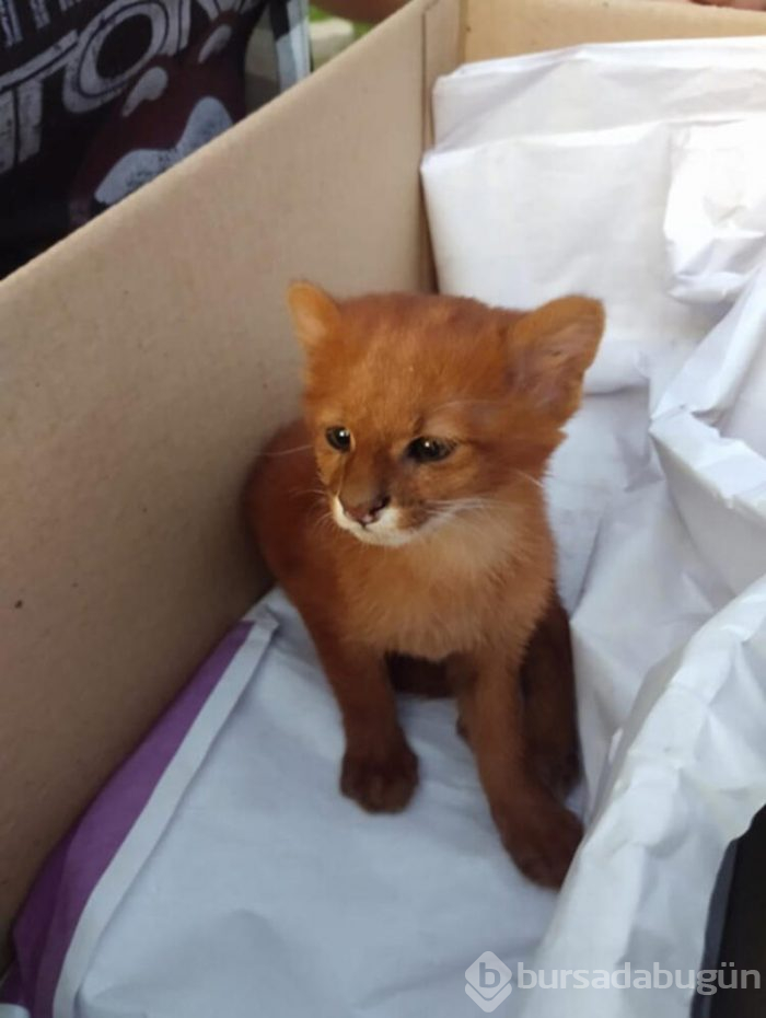 Eve getirdiği kedi yavruları puma çıktı