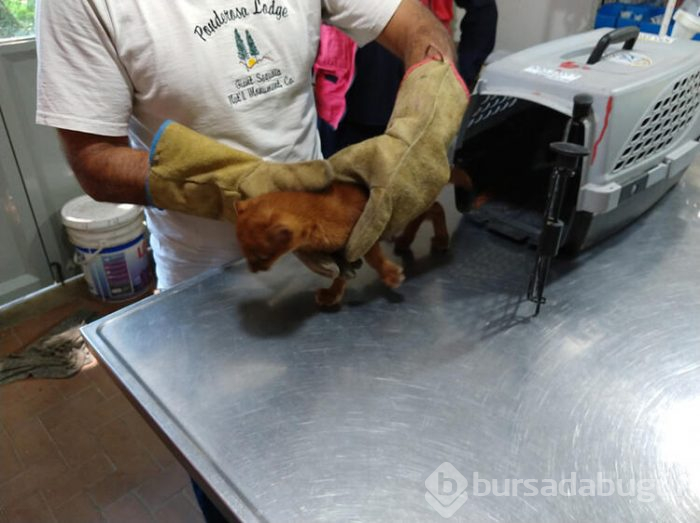 Eve getirdiği kedi yavruları puma çıktı
