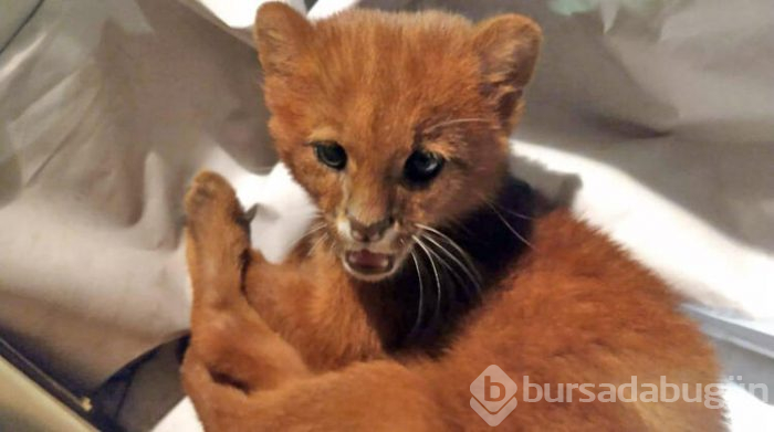 Eve getirdiği kedi yavruları puma çıktı