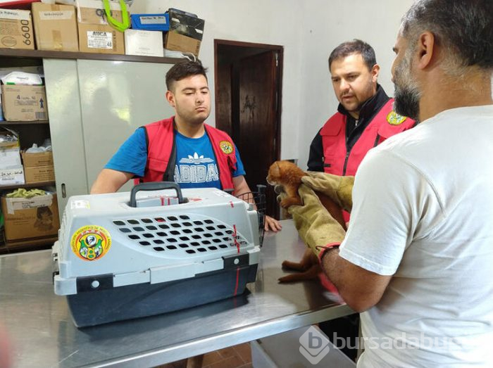 Eve getirdiği kedi yavruları puma çıktı