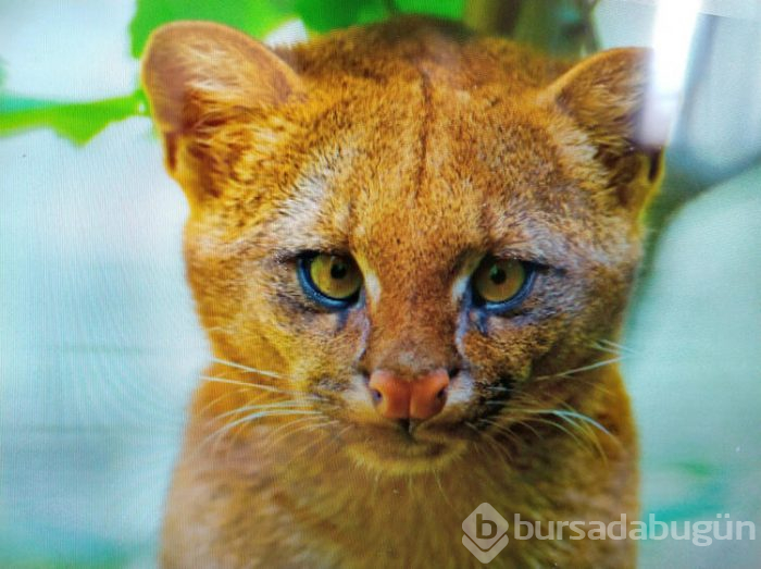 Eve getirdiği kedi yavruları puma çıktı