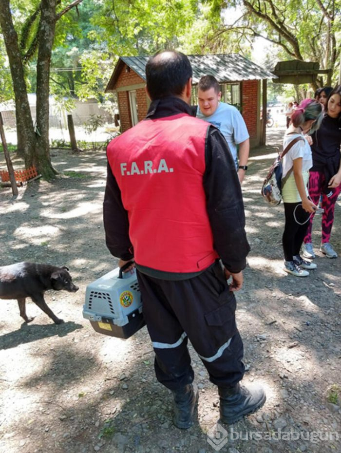 Eve getirdiği kedi yavruları puma çıktı