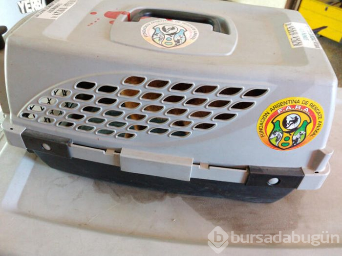 Eve getirdiği kedi yavruları puma çıktı