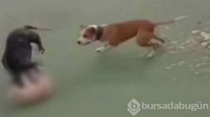 İnsanlık dışı görüntüler! Kediyi ağaçtan indirdi...