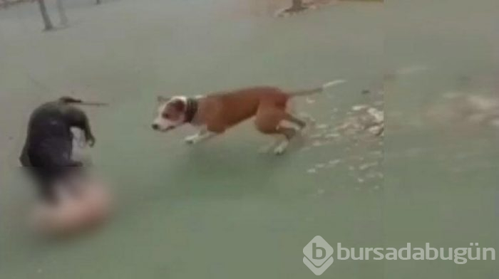 İnsanlık dışı görüntüler! Kediyi ağaçtan indirdi...