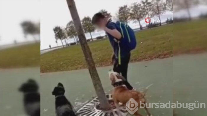İnsanlık dışı görüntüler! Kediyi ağaçtan indirdi...