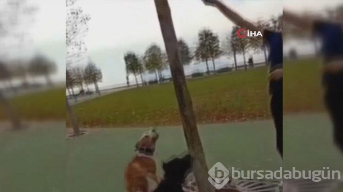 İnsanlık dışı görüntüler! Kediyi ağaçtan indirdi...