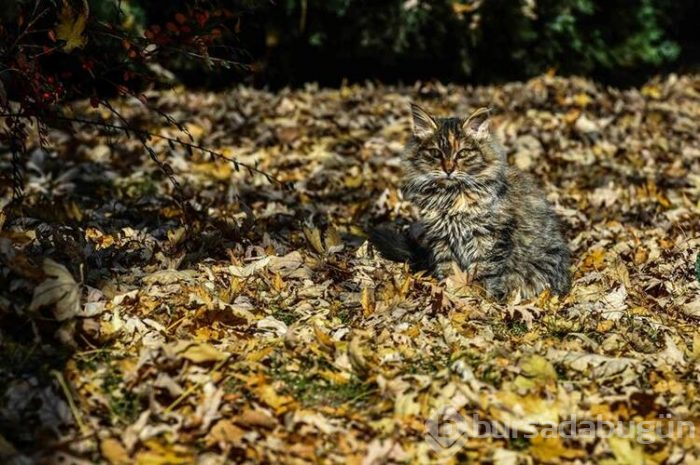 Ankara'da görsel şölen