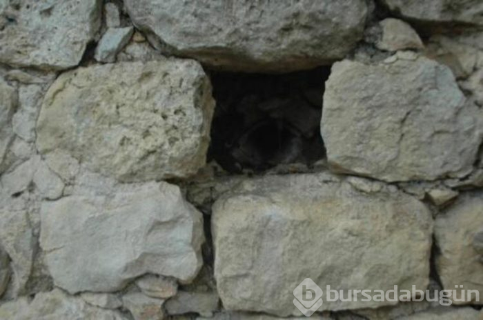 Tesadüfen keçilerini otlatırken buldu!