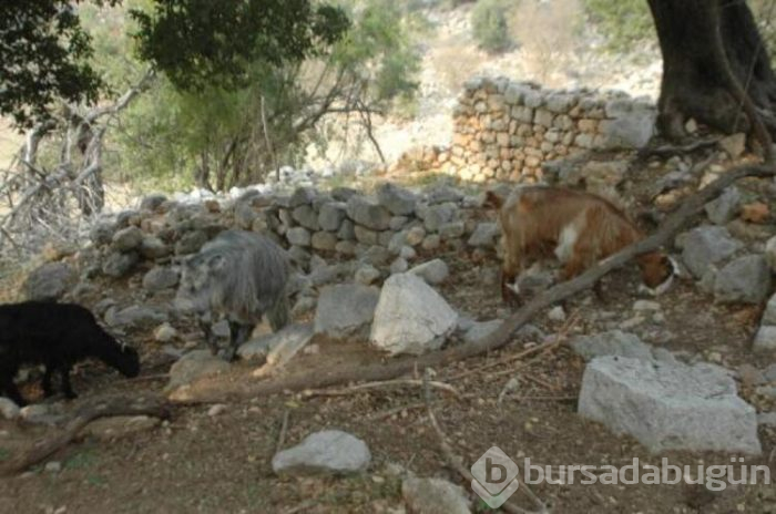 Tesadüfen keçilerini otlatırken buldu!