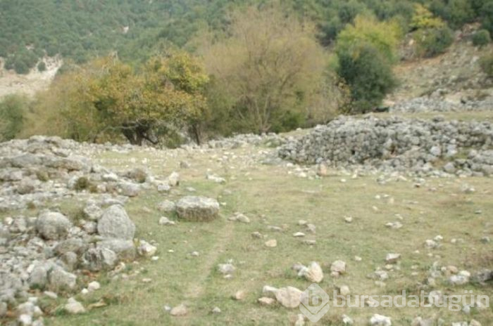Tesadüfen keçilerini otlatırken buldu!