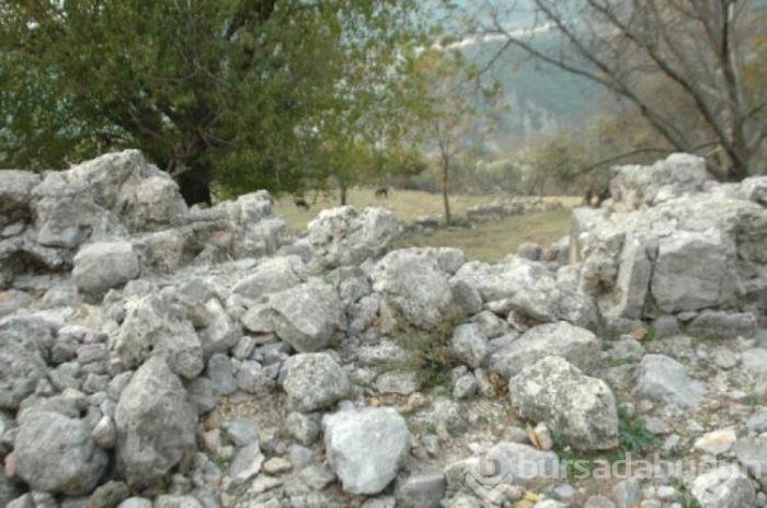 Tesadüfen keçilerini otlatırken buldu!