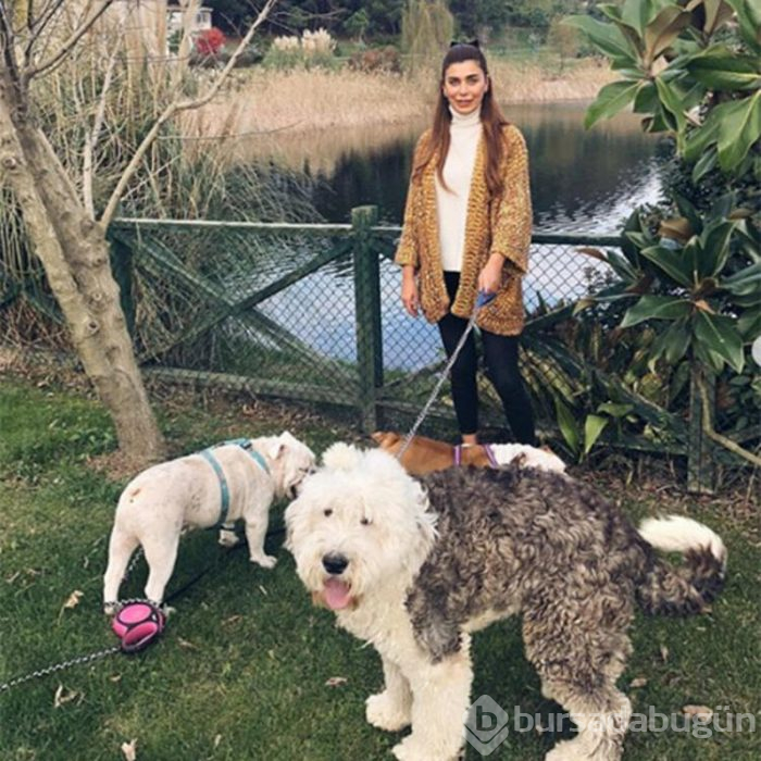 Bir köpeğimin fön ve yıkama bedeli 150 TL