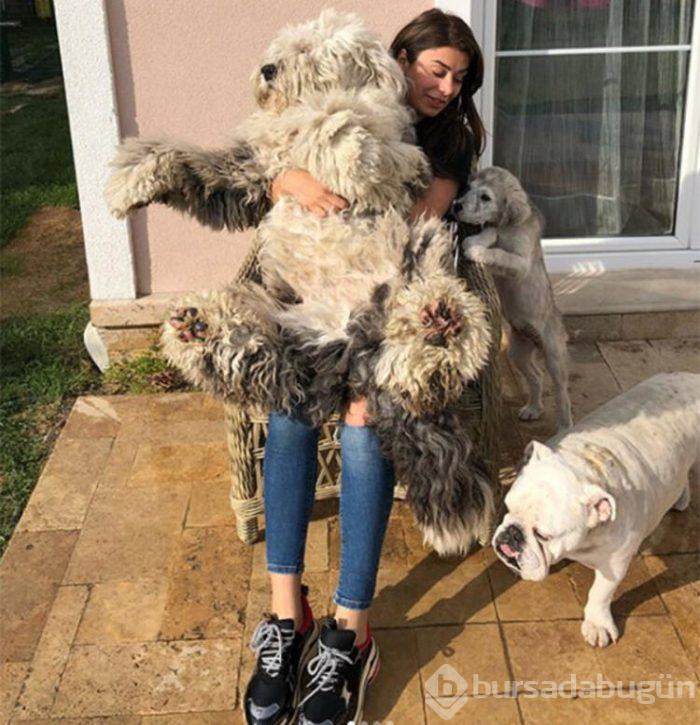 Bir köpeğimin fön ve yıkama bedeli 150 TL