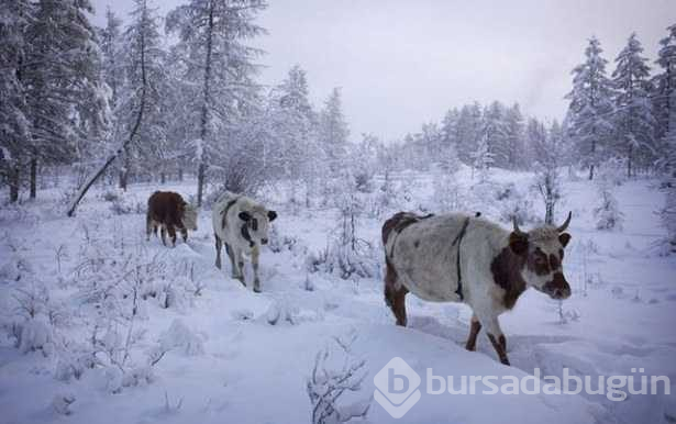Yakutsk'de zorlu yaşam!