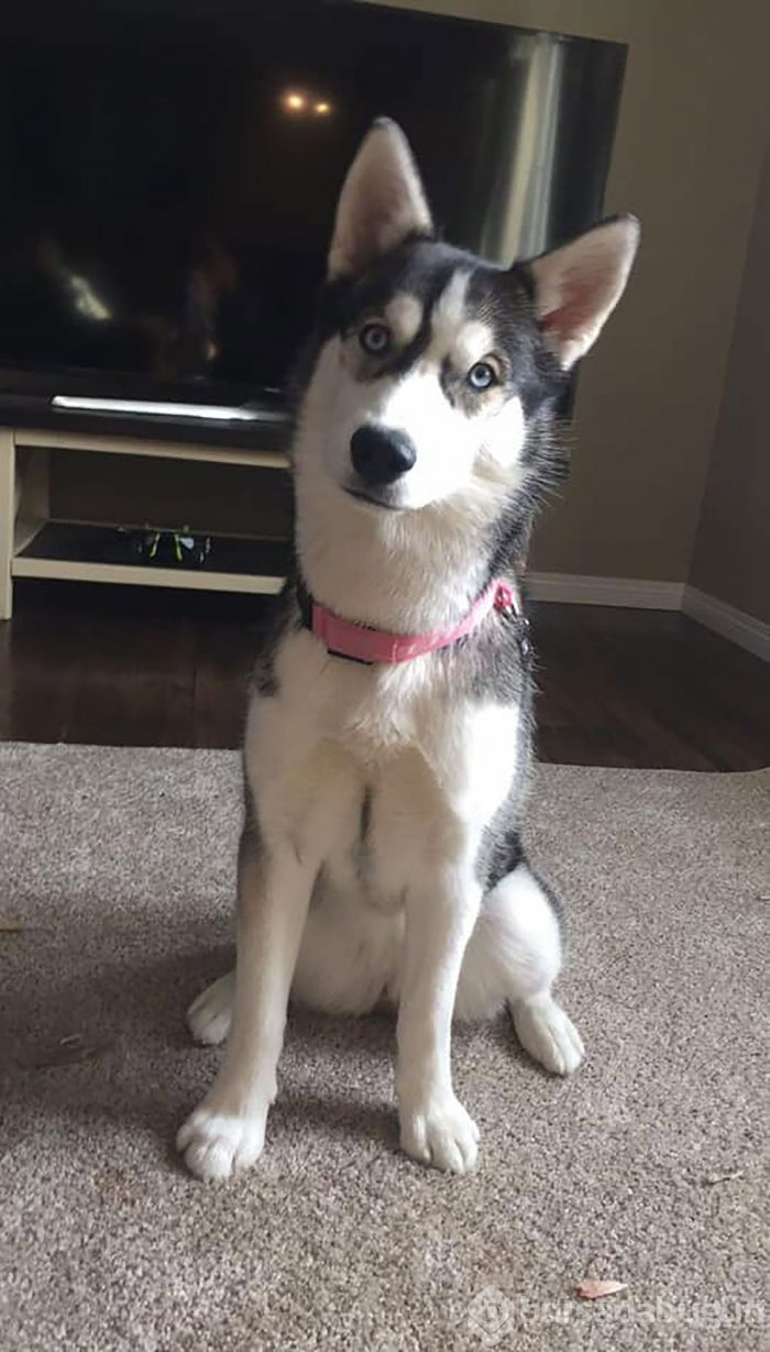 Kayıp köpeği ortaya çıktı! Gerçeği öğrenince şok oldu...