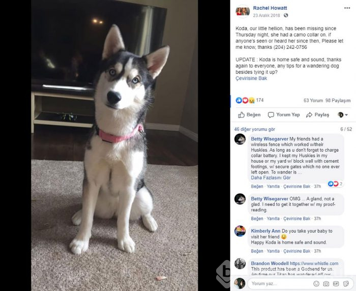 Kayıp köpeği ortaya çıktı! Gerçeği öğrenince şok oldu...