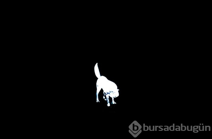 Işıklarla sanat yaptılar!