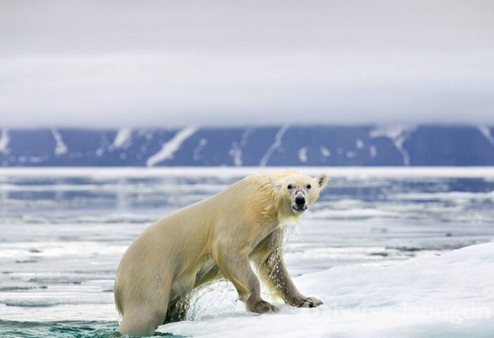 Yasaklar diyarı: Spitsbergen
