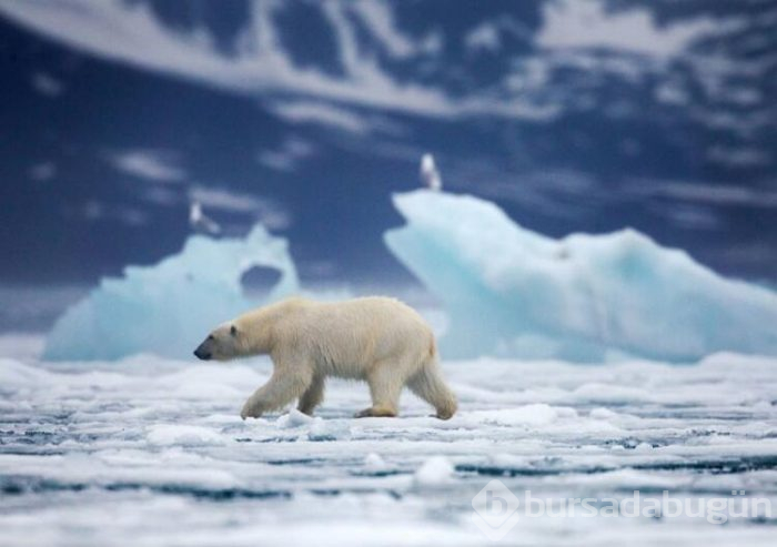 Yasaklar diyarı: Spitsbergen