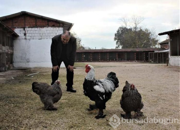Ürettiği tavukları dünyaya satıyor