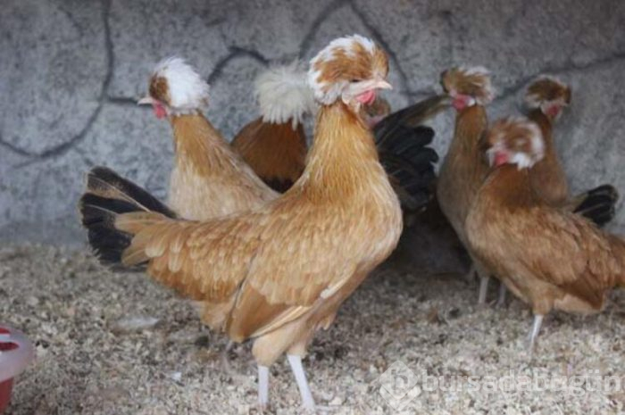 Ürettiği tavukları dünyaya satıyor