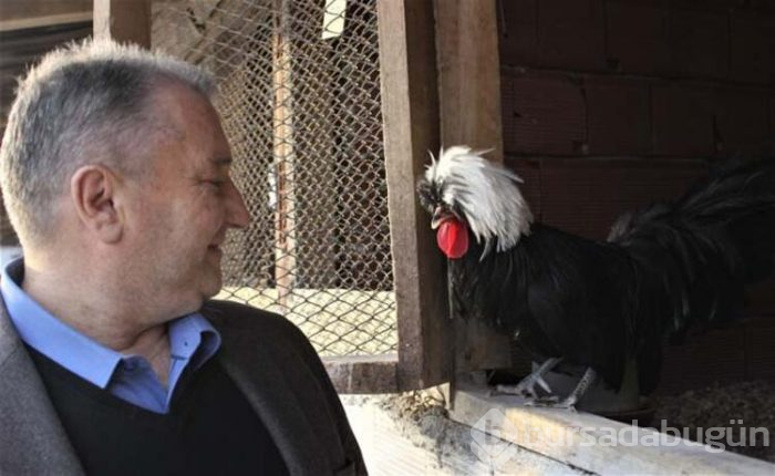 Ürettiği tavukları dünyaya satıyor