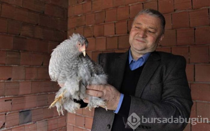Ürettiği tavukları dünyaya satıyor