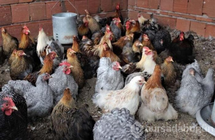 Ürettiği tavukları dünyaya satıyor