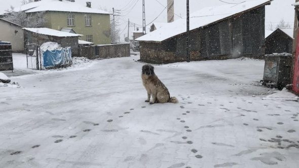 Bingöl'ün  ilçeleri güne karla uyandı
