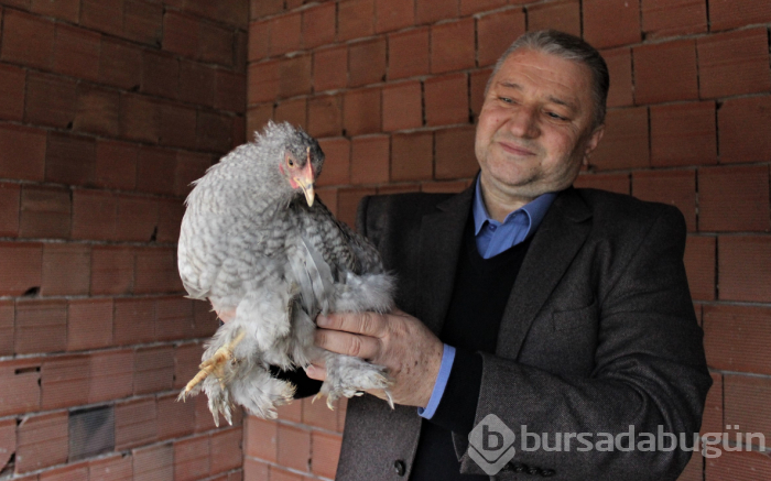 Nadir bulunan tavukları topladı yurt dışına satıyor