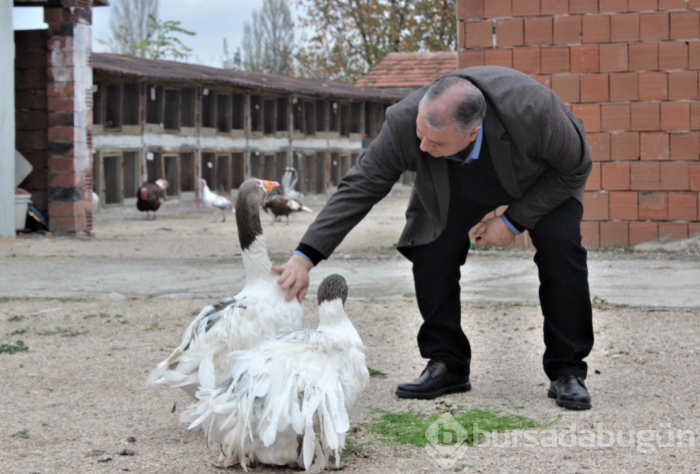 Nadir bulunan tavukları topladı yurt dışına satıyor