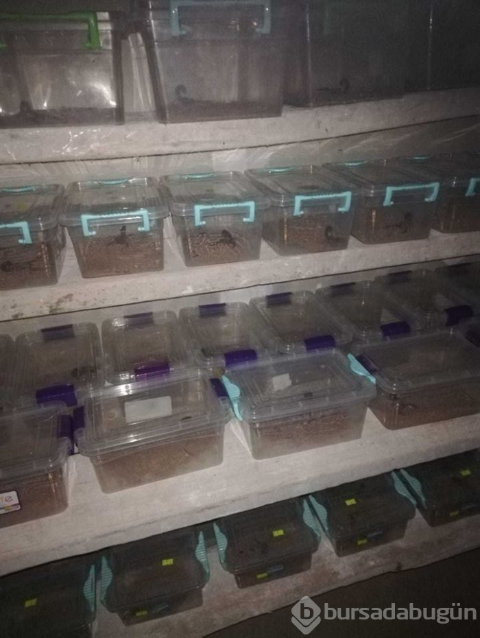 Evinde 217 akrep ele geçirilen kişiye ceza verildi