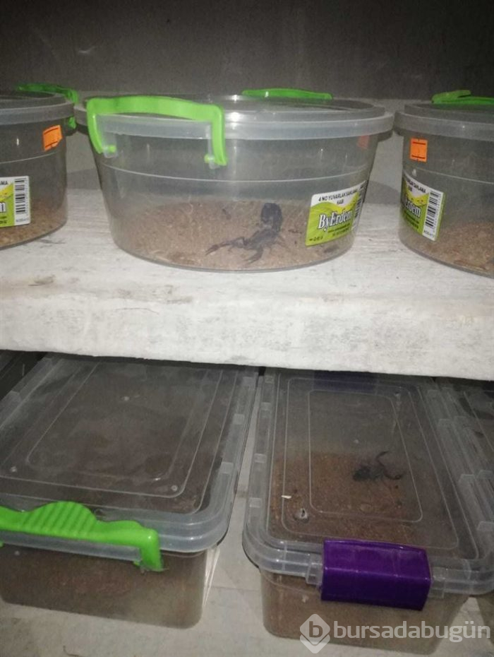 Evinde 217 akrep ele geçirilen kişiye ceza verildi