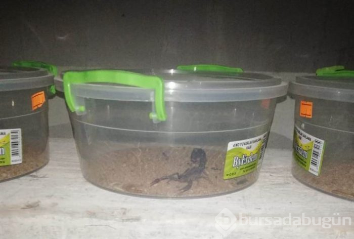 Evinde 217 akrep ele geçirilen kişiye ceza verildi