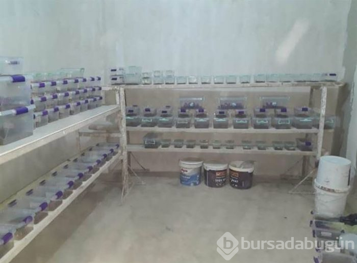 Evinde 217 akrep ele geçirilen kişiye ceza verildi