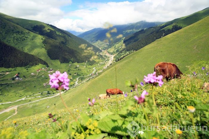 Yeni Uzungöl ve Ayder oluşturulacak