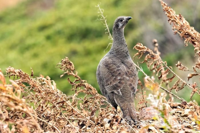 Yeni Uzungöl ve Ayder oluşturulacak