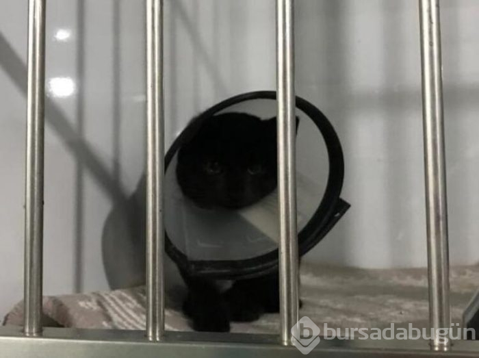 Lüks sitenin sakinlerini ayağa kaldıran olay!